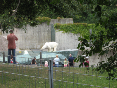 EisbÃƒÂ¤r, Wilhelma, Stuttgart